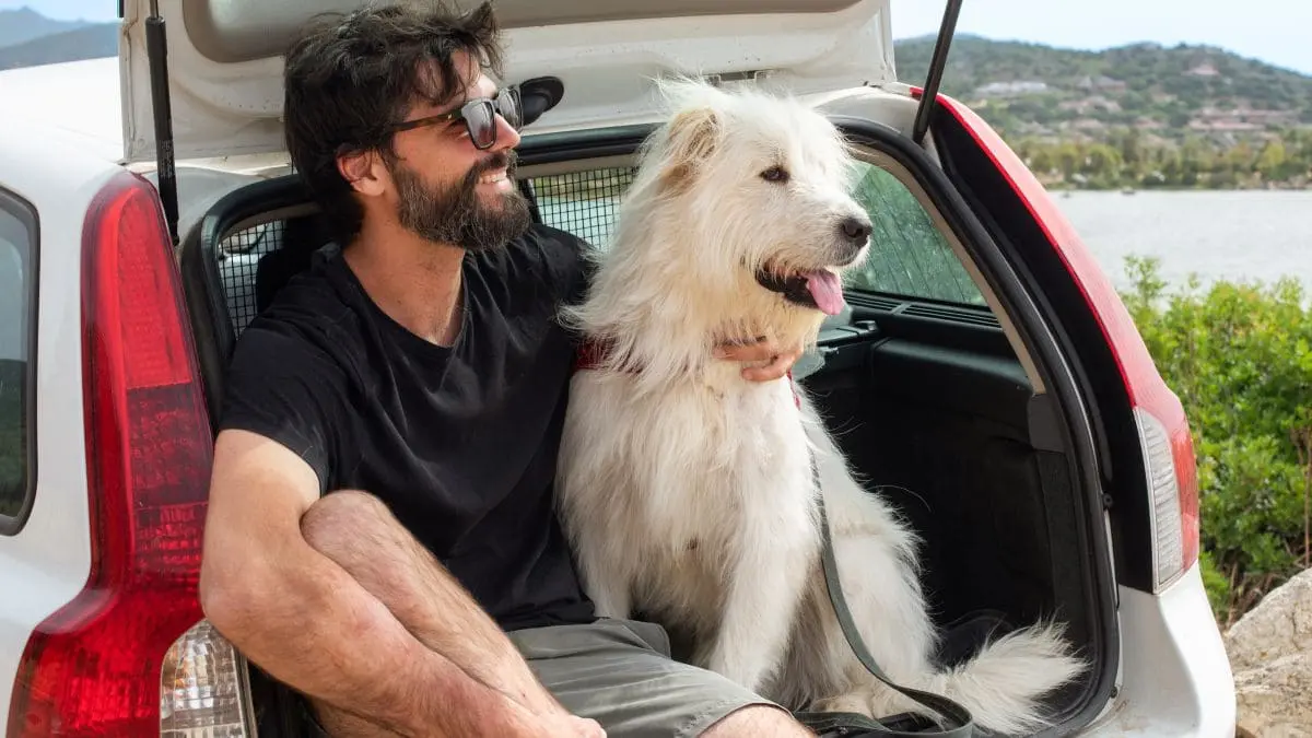 remove dog hair from car