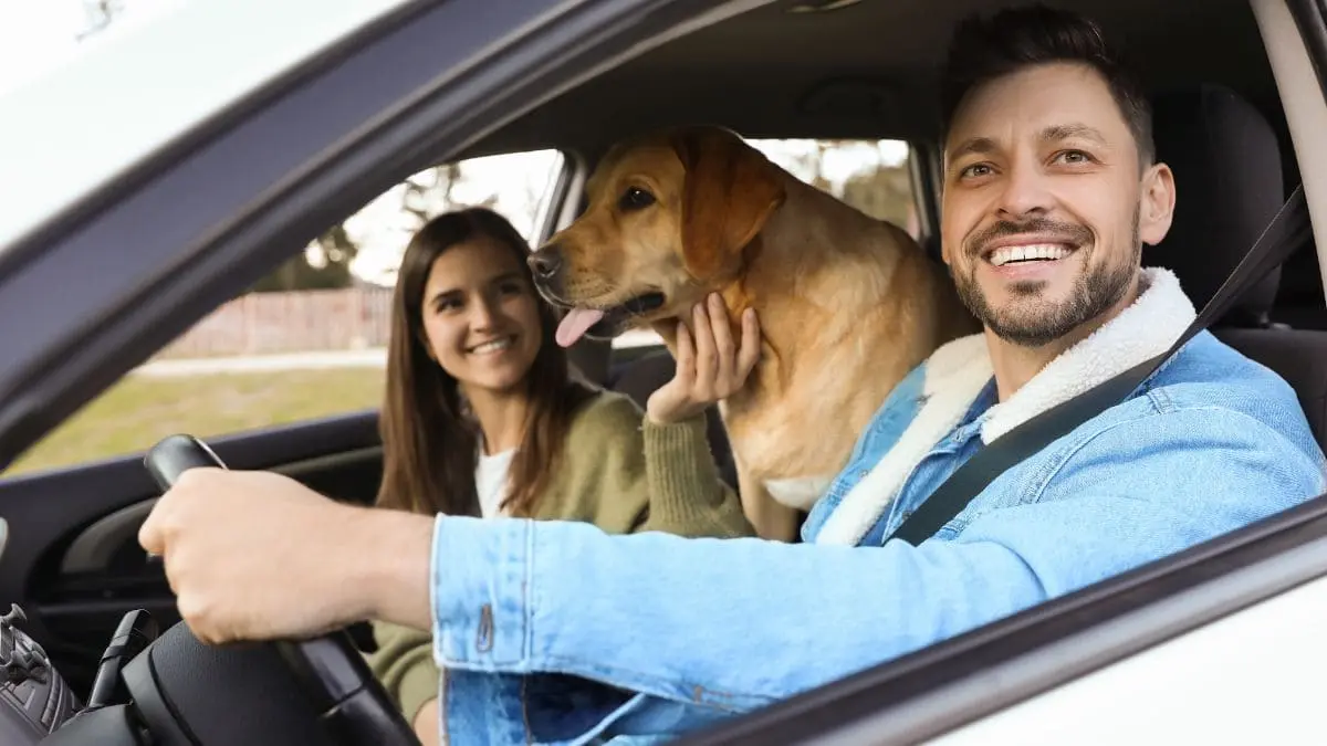 remove pet hair from your car